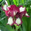Iris pumila Wiggle